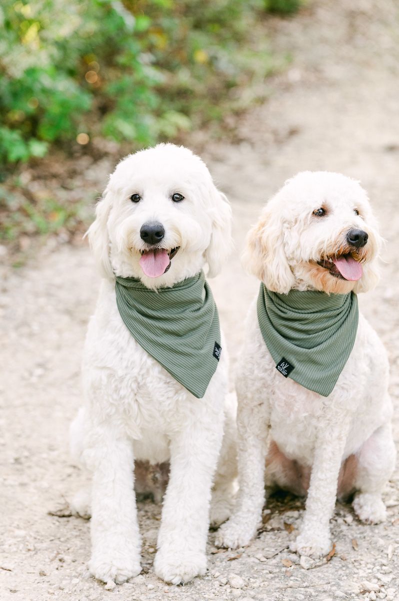 two dogs at Houston fall mini session