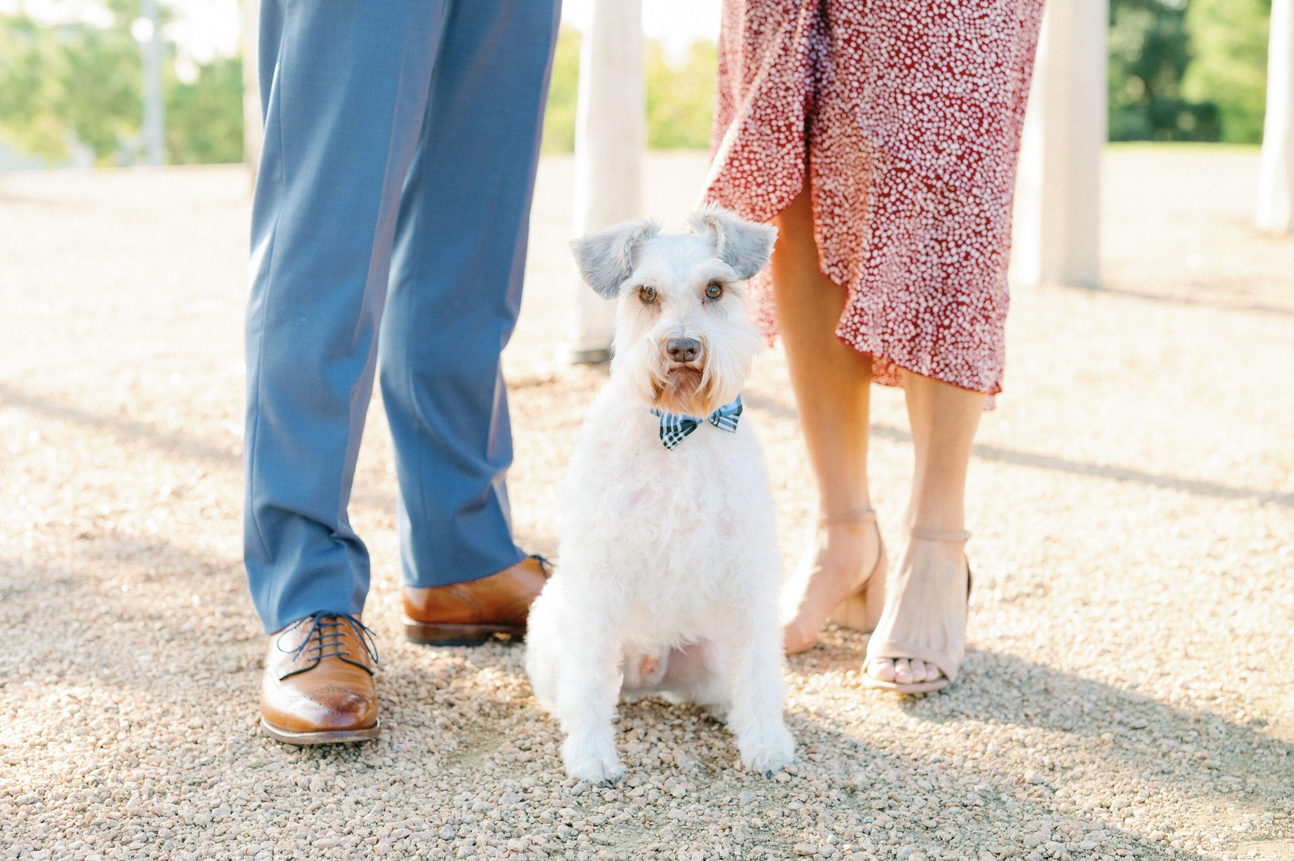 Houston Engagement with Schnauzer
