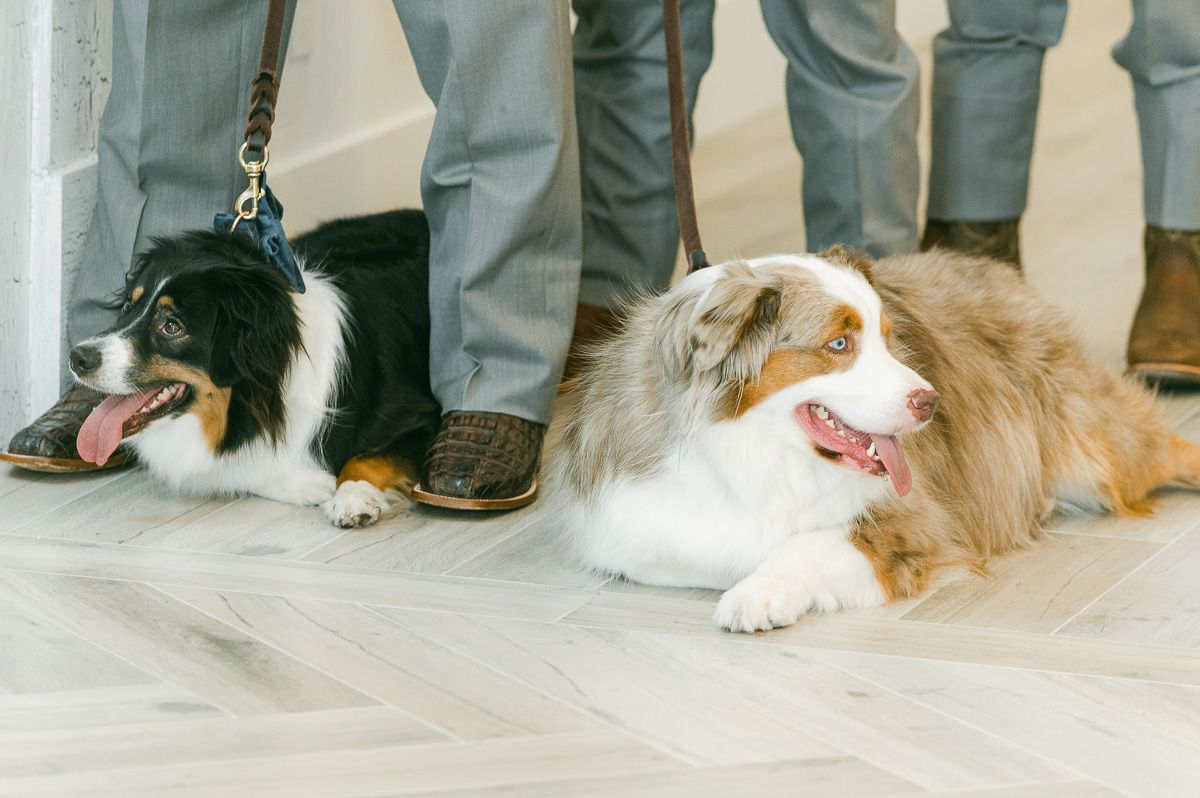 dogs at ceremony at The Pattison House 
