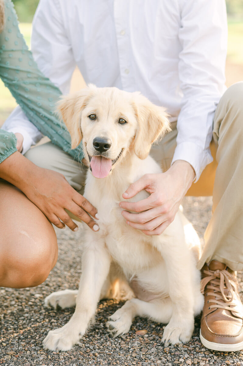 couple and golden retriever puppy during their houston engagement session 